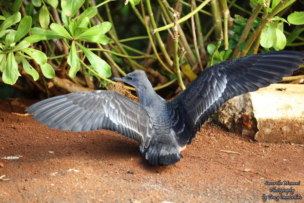 Wedge-tailed Shearwater