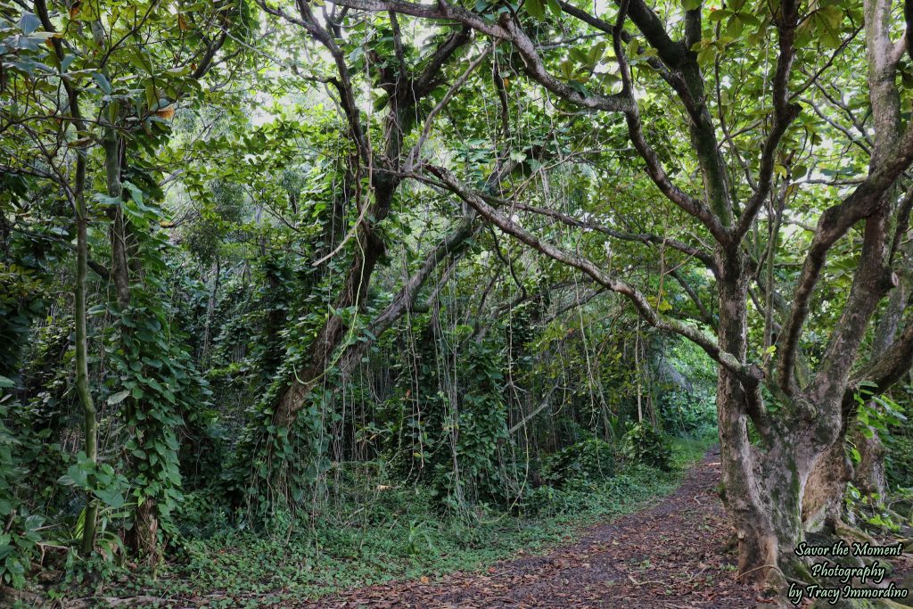 Napali Coast State Wilderness Park