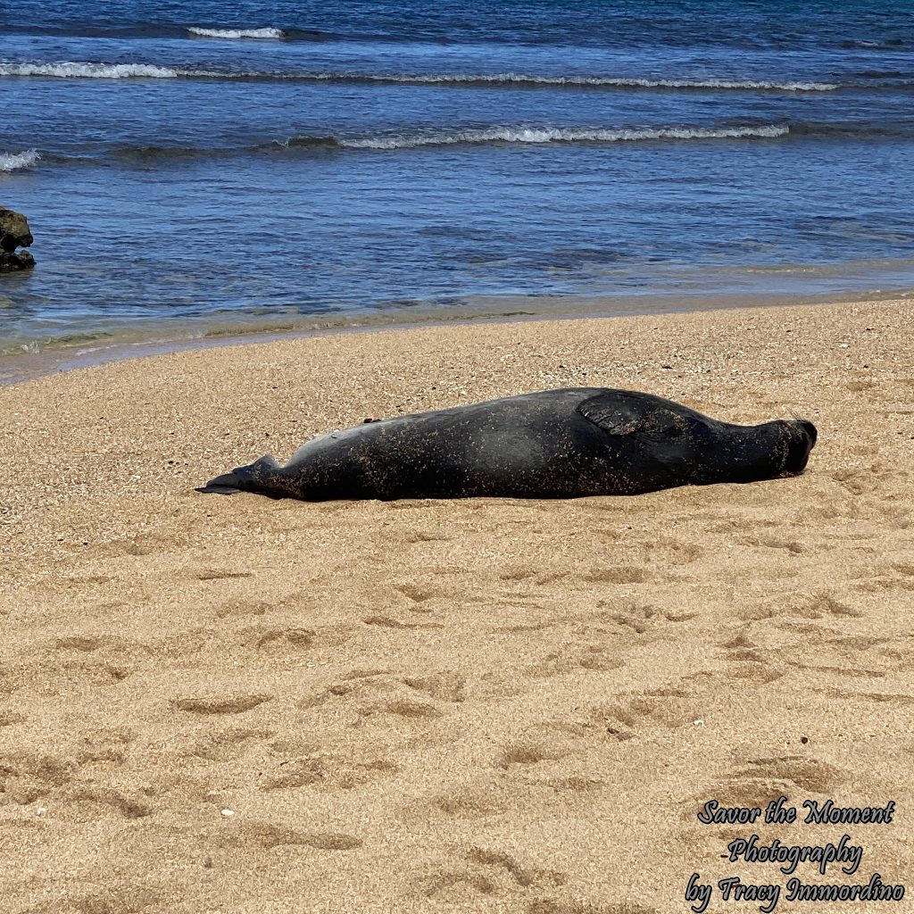 Sea lion at Anini Beach