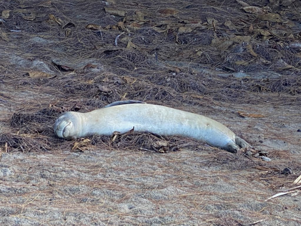 Young Monk Seal