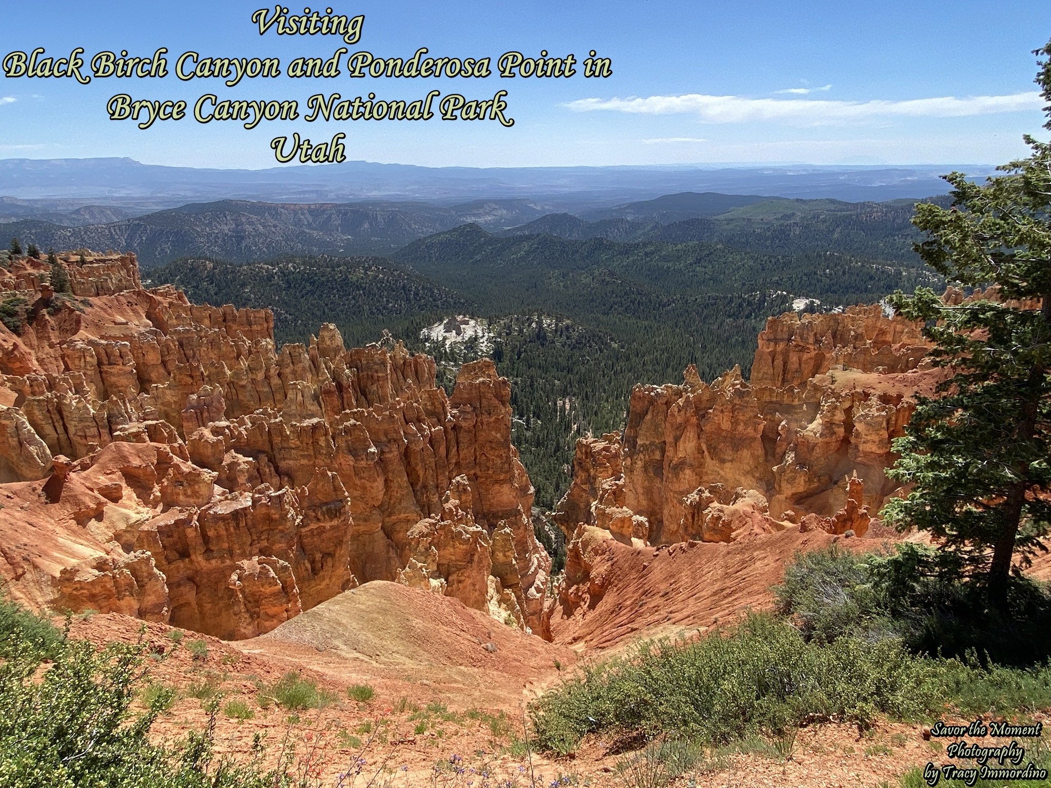 Black Birch Canyon and Ponderosa Point