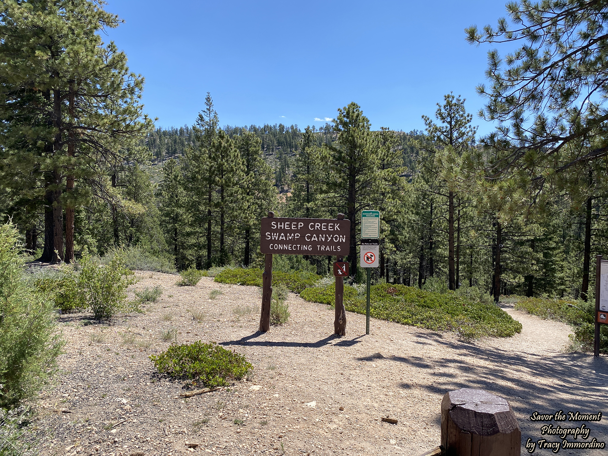 Sheep Creek and Swamp Canyon