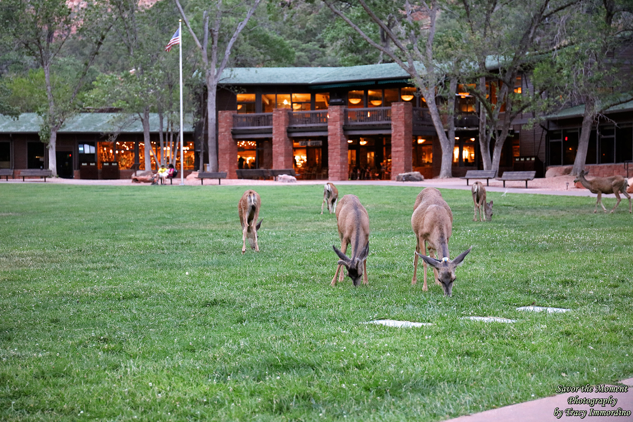 Zion National Park Lodge