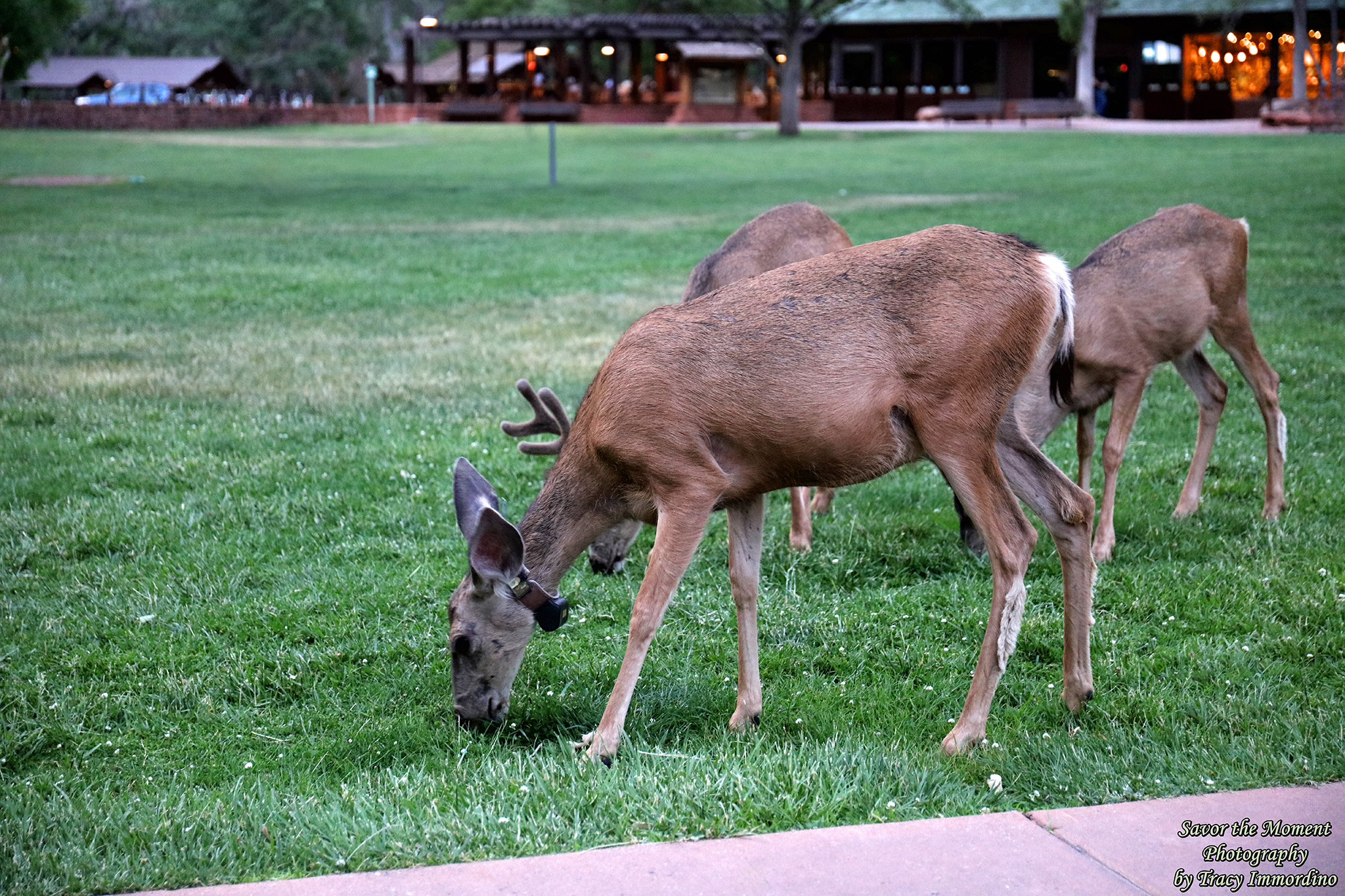 Zion National Park