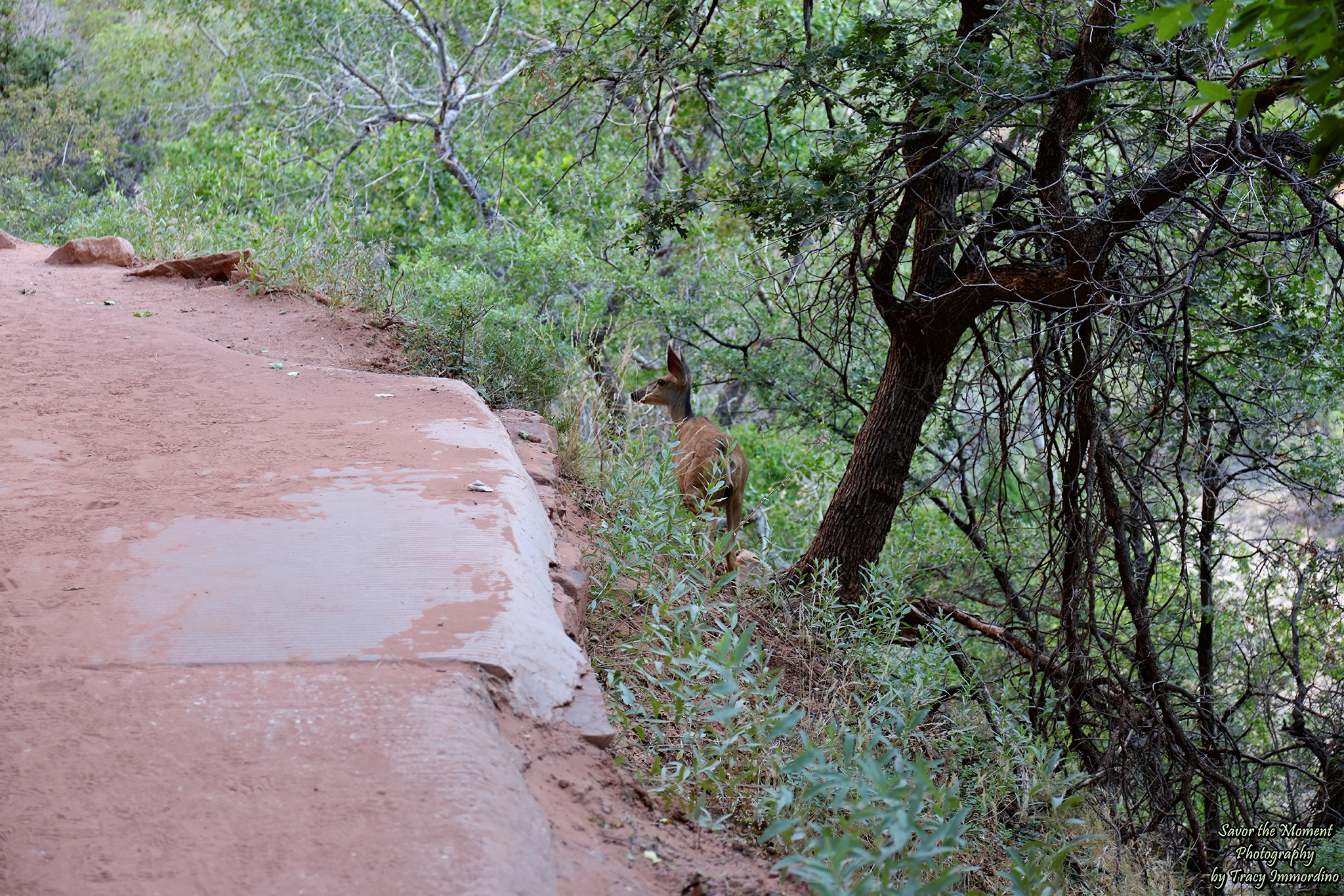 The Lower Emerald Pool Trail