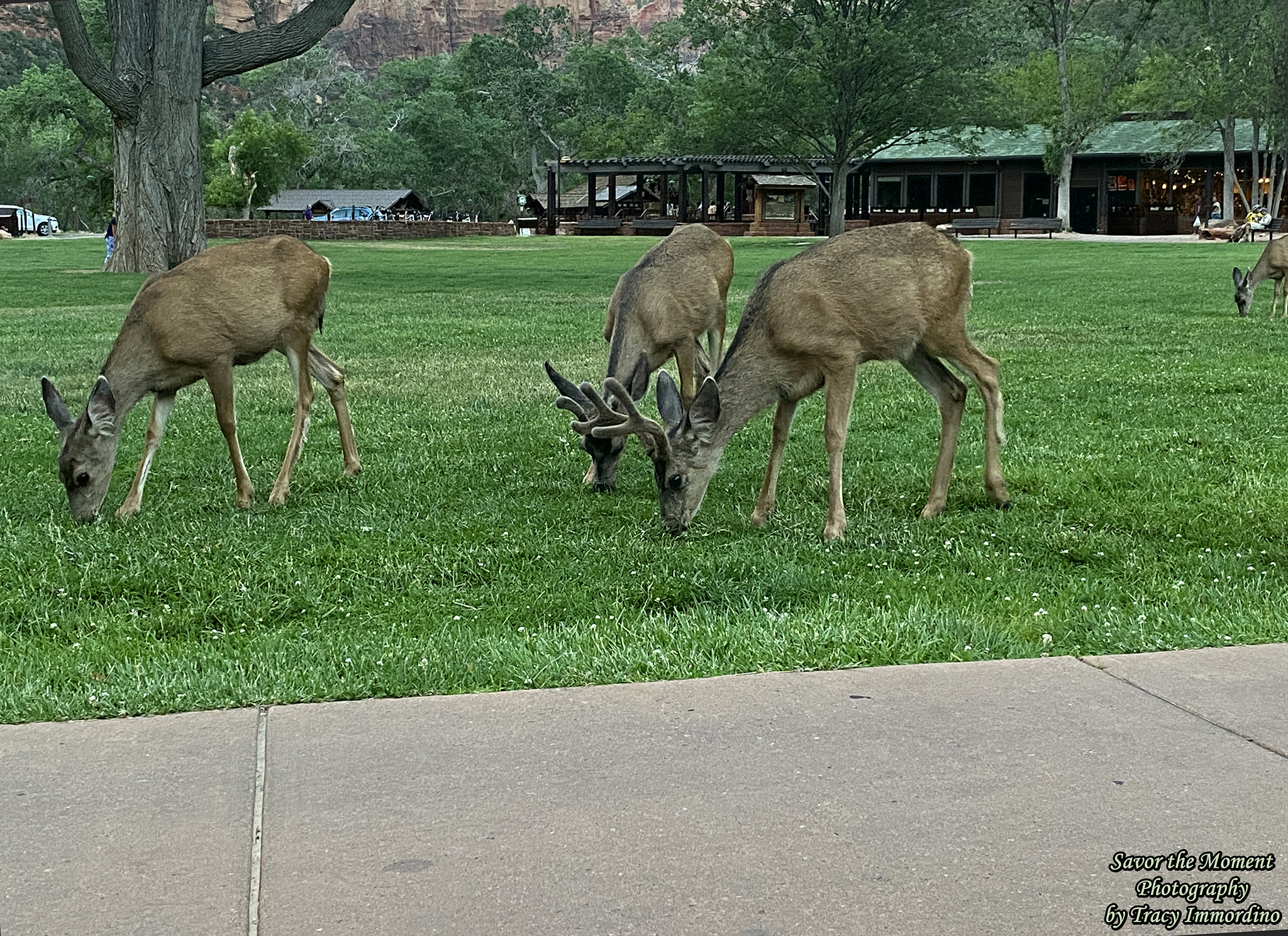 Zion National Park Lodge