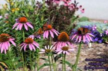 Monarch Butterflies Alighted Upon Purple Coneflowers