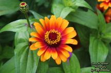 Zinnia Flower