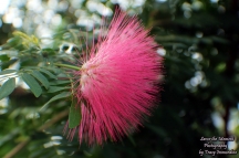 Pink Powderpuff Flower