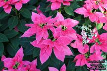 Luv U Pink Poinsettia Flowers