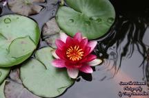 Water Lily Flower with Lilypads