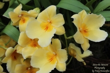 Miltonia Orchid Flowers