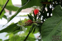 Red Powderpuff Flower Buds