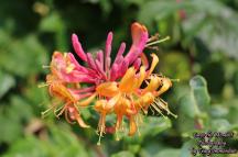 Goldflame Honeysuckle Flower