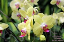 Phalaenopsis Orchid Flowers