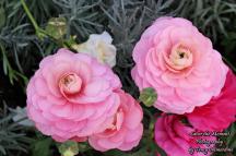 Ranunculus Flowers - Light Pink
