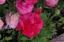 Ranunculus Flowers - Deep Pink