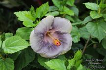 Hibiscus of Moorea Flower