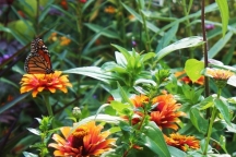 Monarch Butterfly Alighted Upon Zinnia Flower