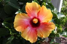 Misty Sunrise Hibiscus Flower